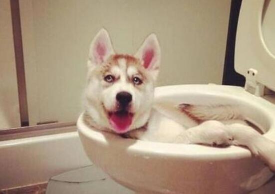 2026年肉鸽游戏通关率不足3%？硬核玩家揭秘，这5套Build让你从入门到精通