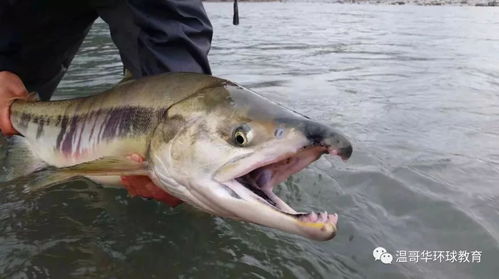 巨刺鲑鱼哪里钓最快？2026年外域钓鱼终极攻略，纳格兰高效刷鱼路线与烹饪收益全解析