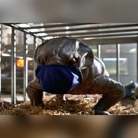 刚入坑侏罗纪公园中文版？这份恐龙饲养员内部手册能救你