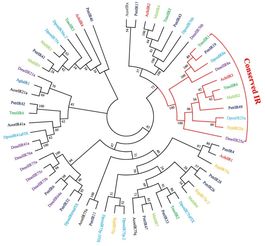 类型基因解码，从Classic到Quantum的进化树
