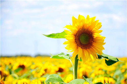 2026新春版向日葵体系全解，从阳光经济学到速通阵容的7个隐藏机制