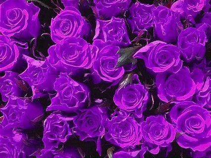 爱之玫瑰花怎么用？2026最新隐藏机制揭秘与好感度暴击技巧