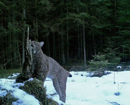 人面鸟狩猎全解，毒怪鸟/黑狼鸟肉质弱点+太刀断尾攻略3.0版本