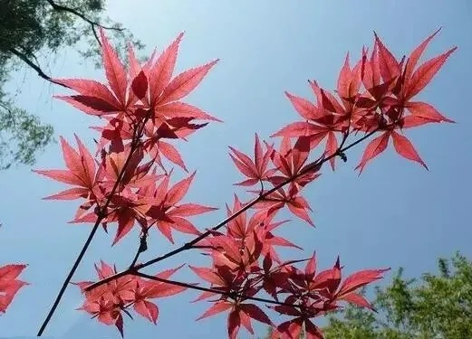 一、枫叶类型的认知陷阱，你以为的5大类其实有8个亚种