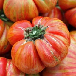 南瓜灯总发霉还塌陷？2026最新5种类型对比与实战解决方案