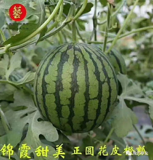 2026年西瓜坐果率暴跌？大棚种植保花保果实战技术全解析