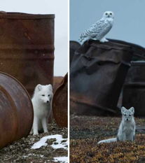 上周猛犸肉类型是什么？诺森德刷肉终极攻略与金价翻倍技巧