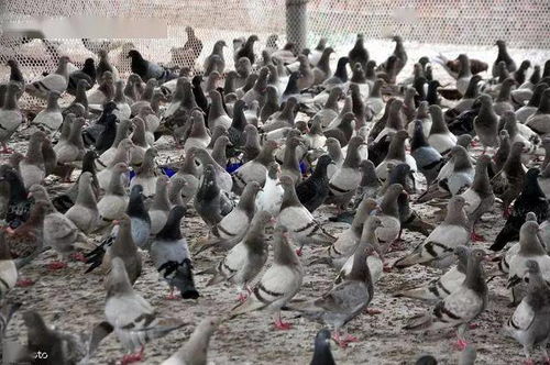 一、为什么肉鸽卡牌在2026年突然杀疯了？