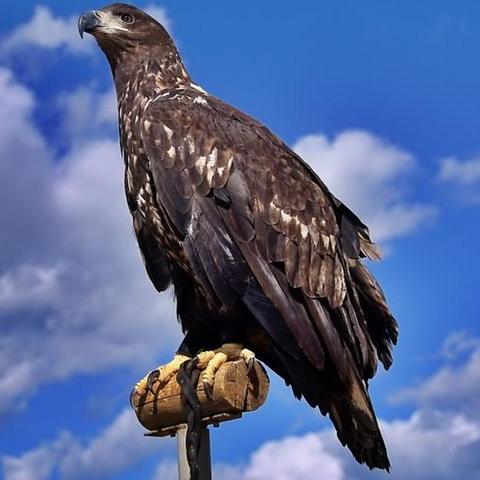 传奇内功补丁下载总崩溃？2026年最新兼容版实测解决方案