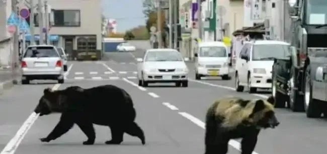紧急！东京周边熊害频发，已夺12命，警惕生态危机！