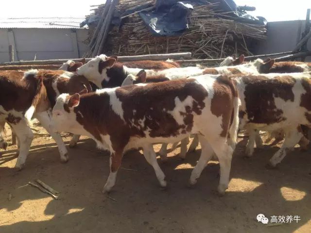 2026年养牛新选择，哪种类型最赚钱？权威解析与实战指南