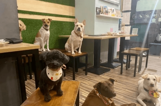 茶水铺狗子罢工了？2026最火治愈系经营游戏这样让玩家欲罢不能！