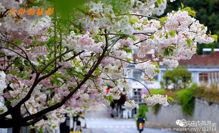 樱花树类型终极指南，如何选择最佳品种提升游戏收益？