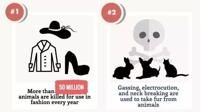 火焰貂类型全解析，2026年最佳选择与实战培养攻略，助你轻松制霸游戏战场