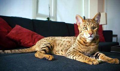 1200年前古人养豹猫，唐代家猫兴起见证历史变迁