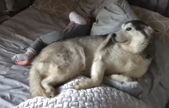 2026年最强蜗牛宠物猪类型解密，如何培养热门选择抢占先机？