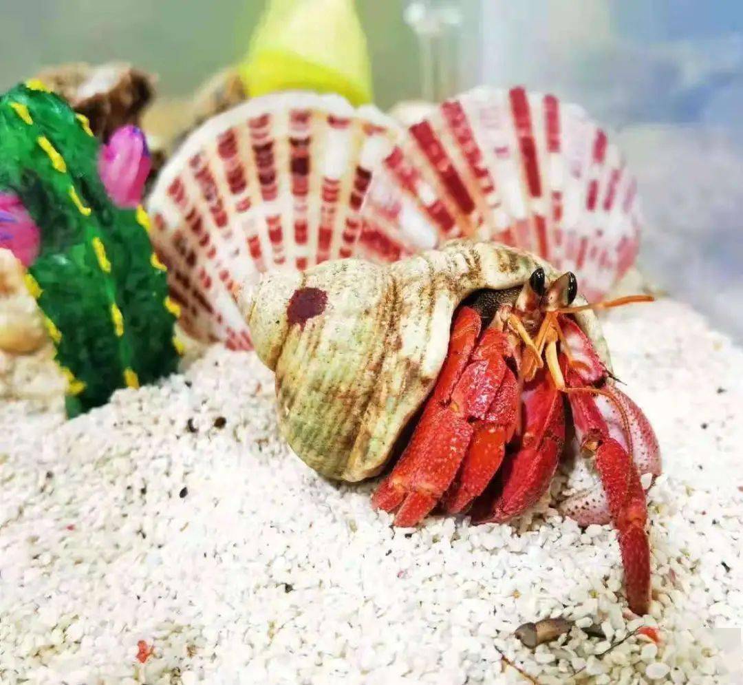 破解远古寄居蟹的生存密码，化石类型全解析与收藏鉴定实战攻略