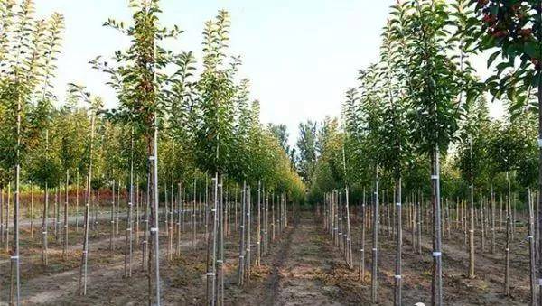 2026年哪种树苗最赚钱？果农不愿透露的3类黄金树种