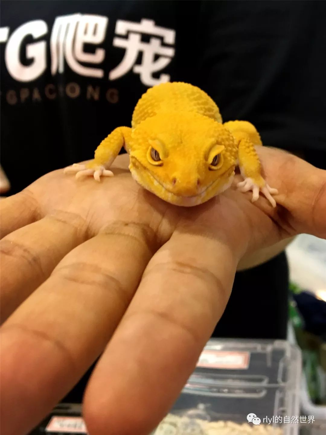 豹纹守宫饲养全攻略，新手如何避开拒食危机与钙粉误区？