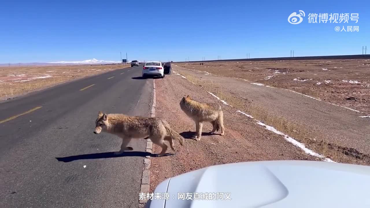 自驾遇狼拍照被喊话？2026实战安全攻略助你秒辨狗狼危机！