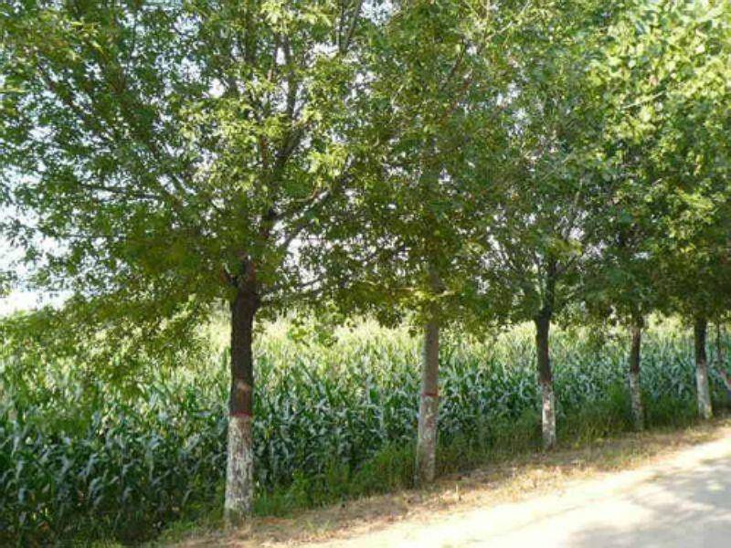 2026年摇钱树苗种植终极秘籍，新手如何种出高收益财富？